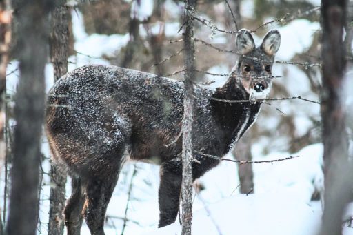 Kanchula Korak Musk Deer Sanctuary